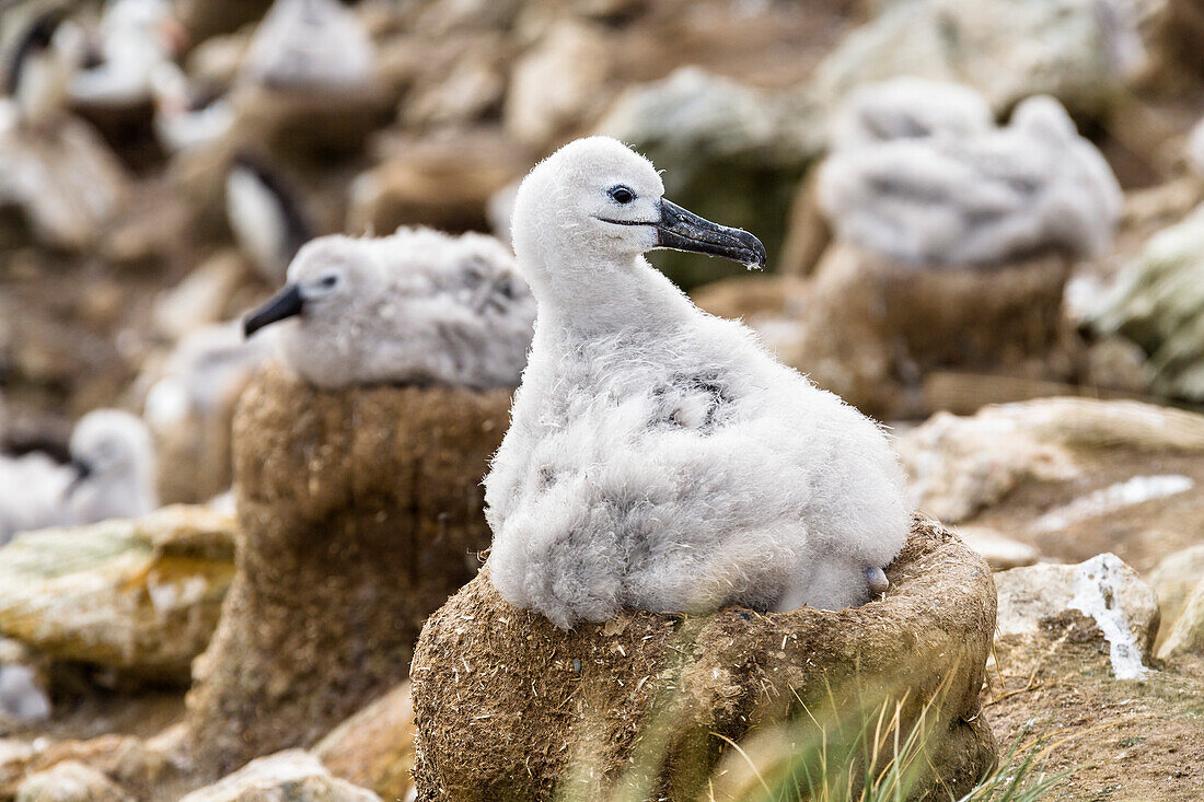 Young Black-browed Albatross on nest, Diomedea melanophrys, Falkland Islands, Subantarcic