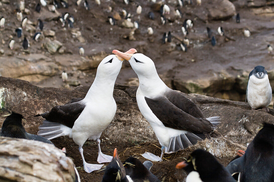 Black-browed Albatros, Diomedea melanophris, and Rockhopper Penguins, Eudyptes chrysocome, Falkland Islands, Subantarctic