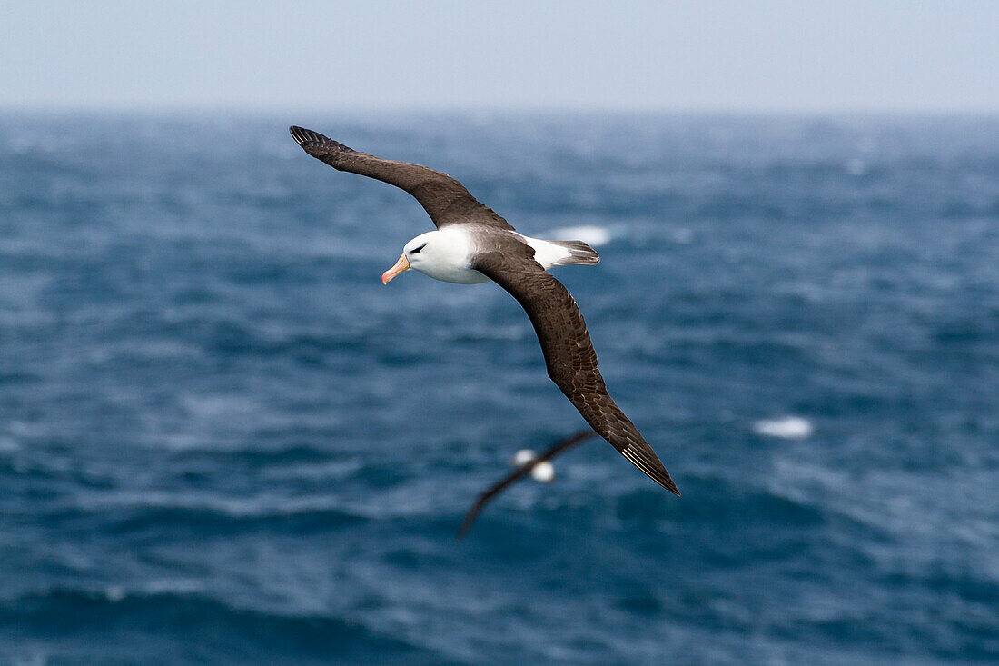 Black-browed Albatross in flight, Thalassarche melanophrys, Subantarctic, Antarctica