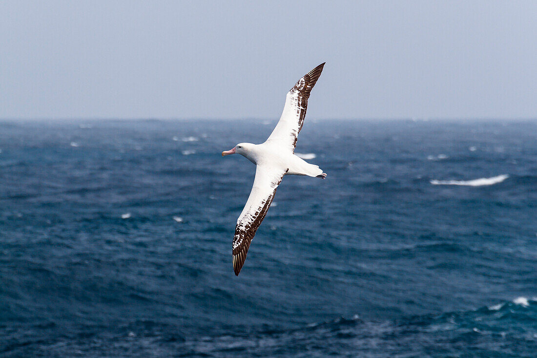 Wandering Albatross in flight, Diomedea exulans, South Polar Sea, Antarctic