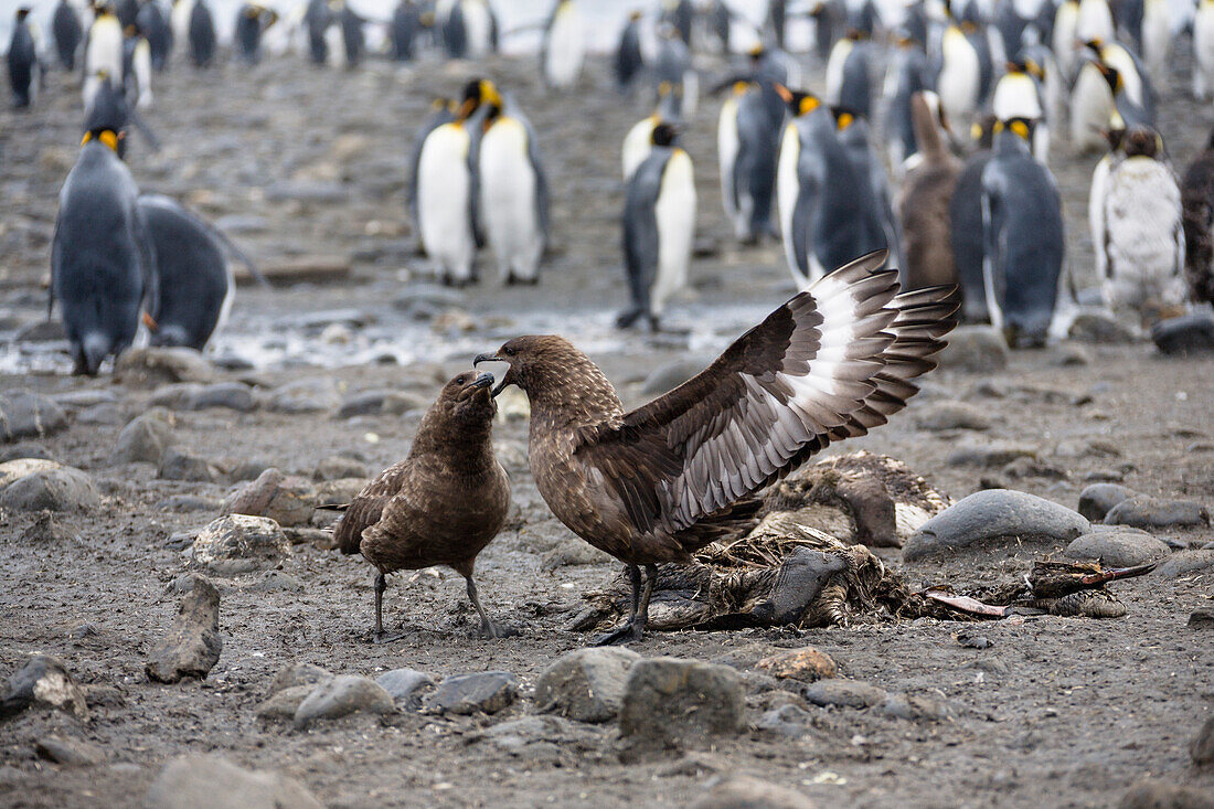 Brown Skuas fighting, Catharacta antarctica, South Georgia, Subantarctic, Antarctica