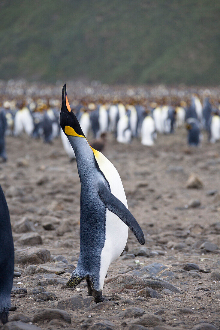 King Penguins, Aptenodytes patagonicus, Salisbury Plains, South Georgia, Antarctica