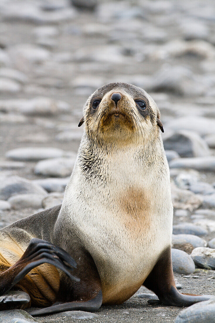 Young Antarctic Fur Seal, Arctocephalus gazella, Salisbury Plains, South Georgia, Antarctic