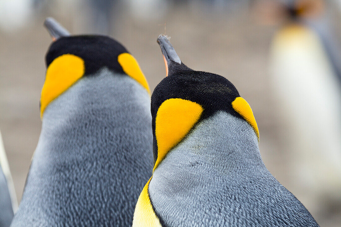 King Penguins, Aptenodytes patagonicus, Salisbury Plains, South Georgia, Antarctica