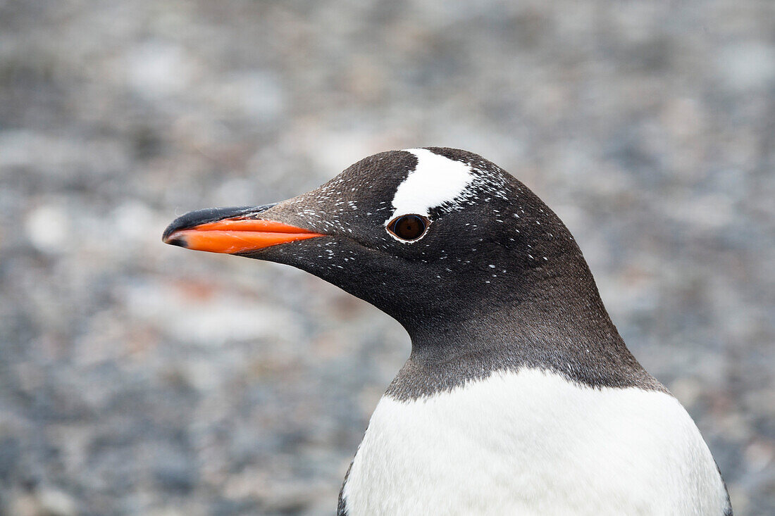 Gentoo Penguin, Pygoscelis papua, South Georgia, Subantarctic, Antarctic