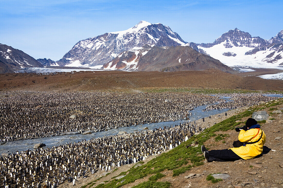 King Penguins, Aptenodytes patagonicus, St. Andrews Bay, South Georgia, Antarctica