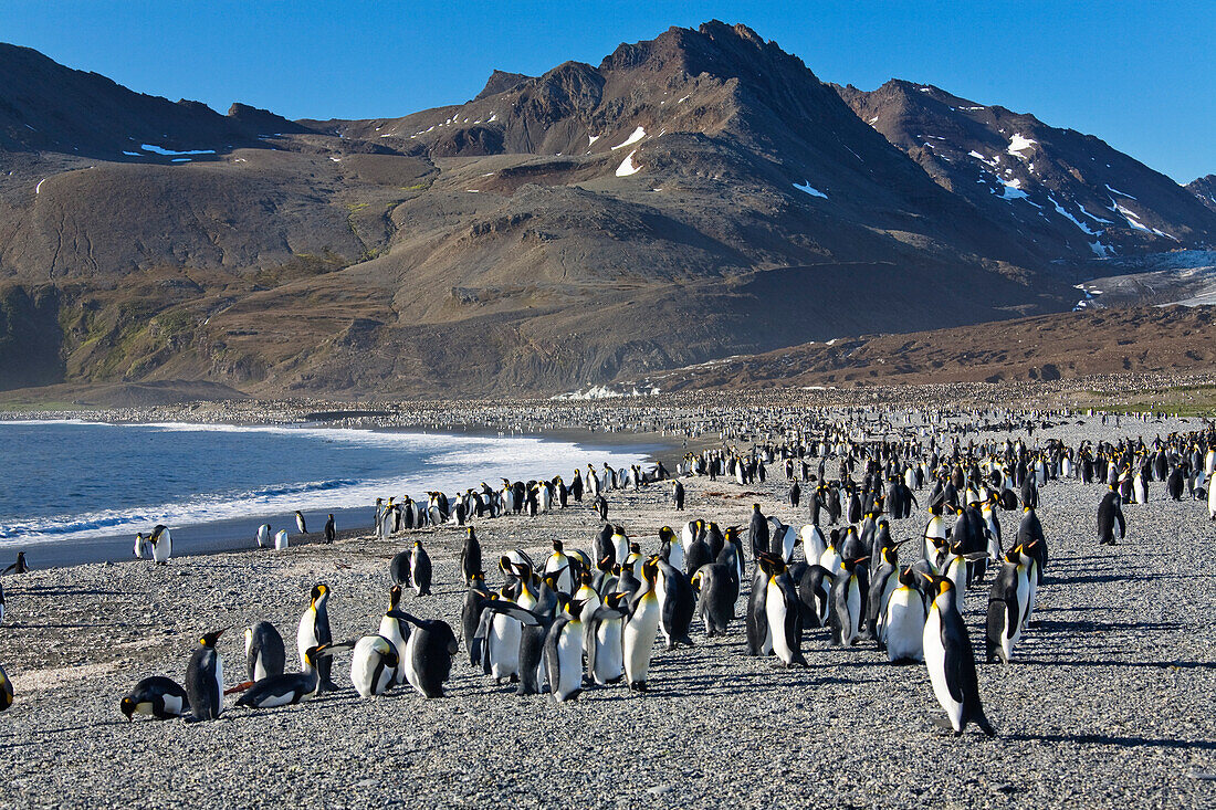King Penguins, Aptenodytes patagonicus, St. Andrews Bay, South Georgia, Antarctica