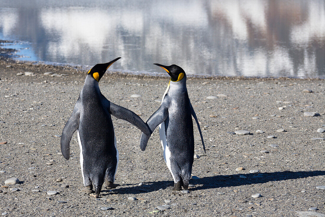 King Penguins, pair, Aptenodytes patagonicus, St. Andrews Bay, South Georgia, Antarctica, digitally altered