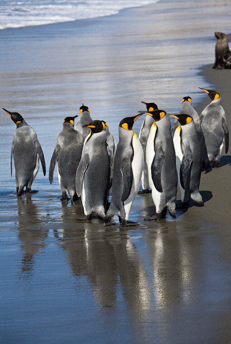 King Penguins on the beach, Aptenodytes patagonicus, St. Andrews Bay, South Georgia, Antarctica
