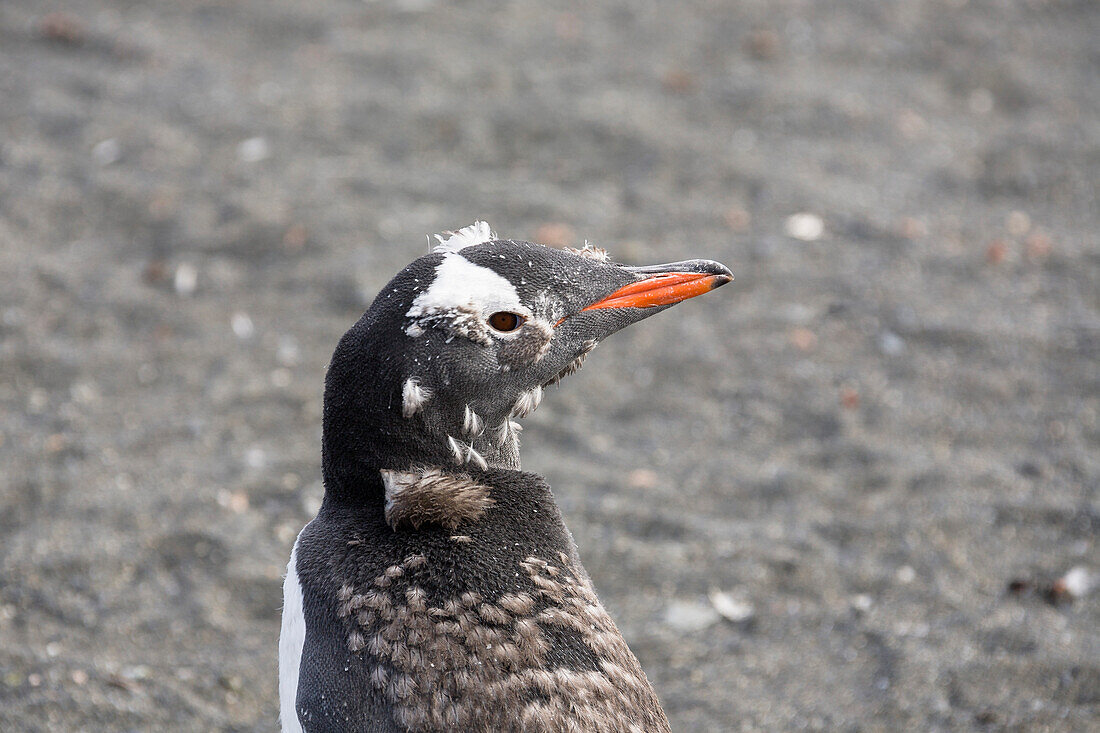 Young Gentoo Penguin moulting, Pygoscelis papua, Antarctic peninsula, Antarctica