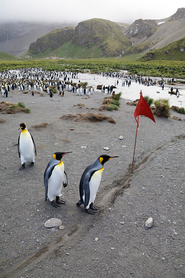 pinguin-Rennen, Ziellinie, Königspinguine, Aptenodytes patagonicus, Gold Harbour, Südgeorgien, Antarktis