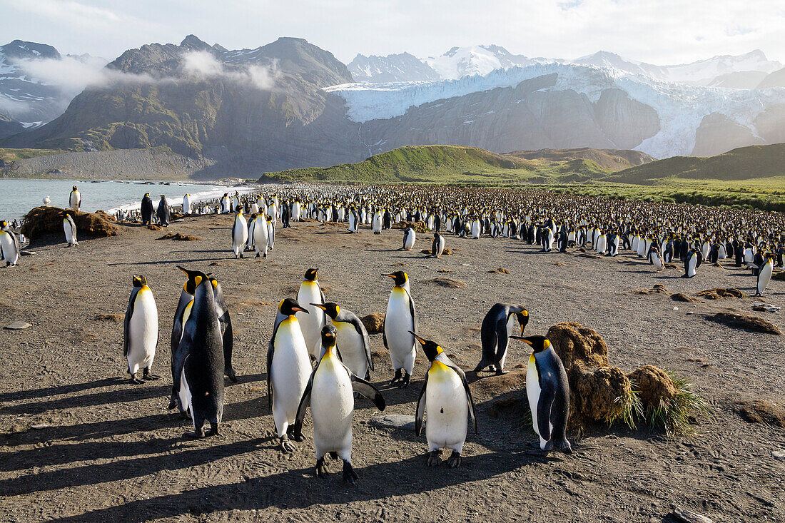 Königspinguine, Aptenodytes patagonicus, Gold Harbour, Südgeorgien, Antarktis