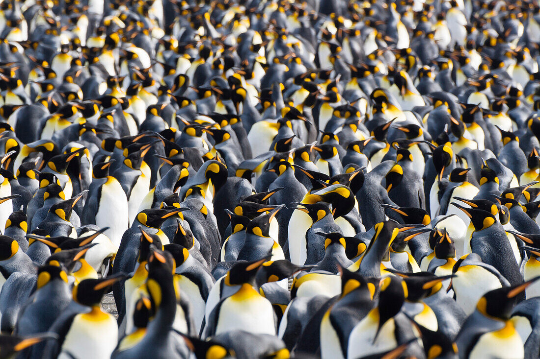 King Penguins in colony, Aptenodytes patagonicus, colony, Gold Harbour, South Georgia, Antarctica