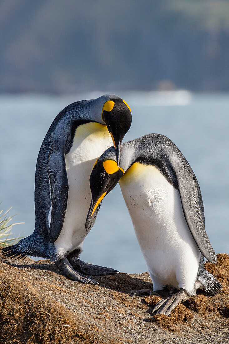 King Penguins, pair courting, Aptenodytes patagonicus, Gold Harbour, South Georgia, Subantarctic, Antarctica