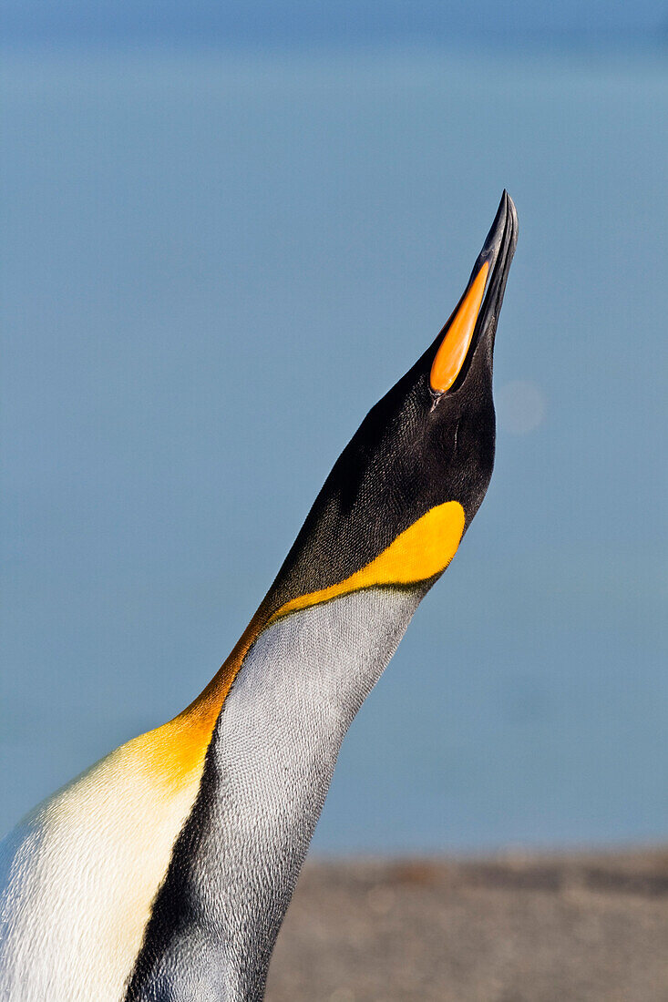 Königspinguin, Aptenodytes patagonicus, St. Andrews Bay, Süd Georgien, Antarktis