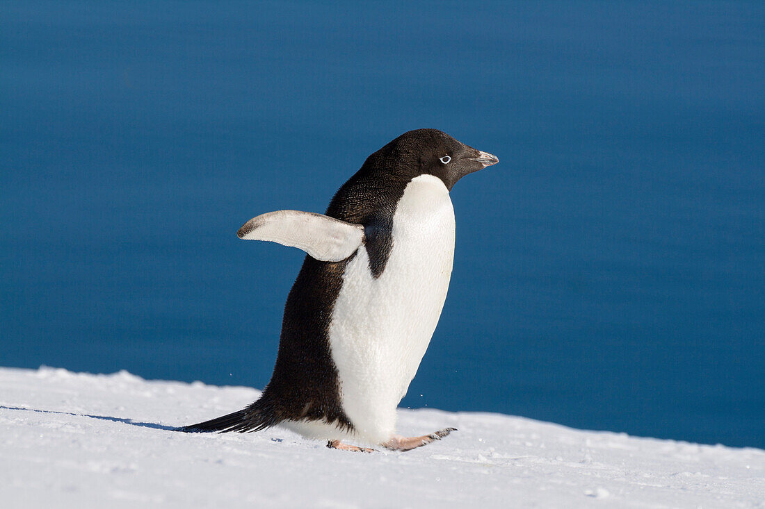 Adeliepinguin, Pygoscelis adeliae, Antarktische Halbinsel, Antarktis