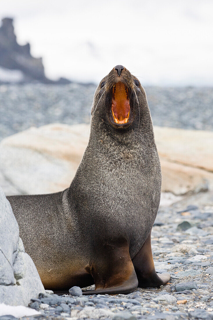 Antarctic Fur Seal, Arctocephalus gazella, Half Moon Island, South Shetland Inseln, Antarctica