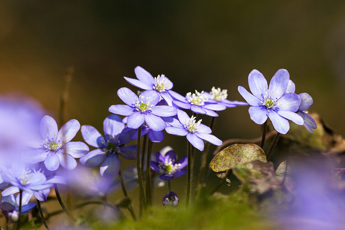 Liverwort, Hepatica nobilis, blooming, flower of the year 2013, Bavaria, Germany