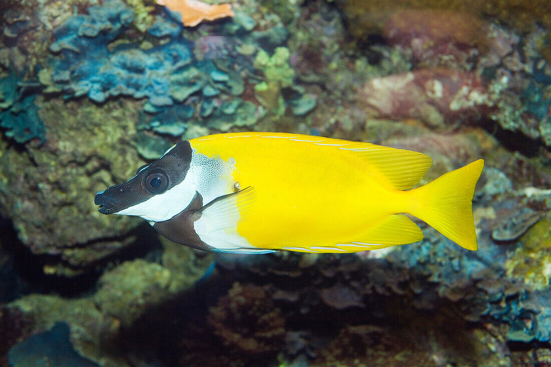 fish, Siganus vulpinus, Pacific Ocean, captive