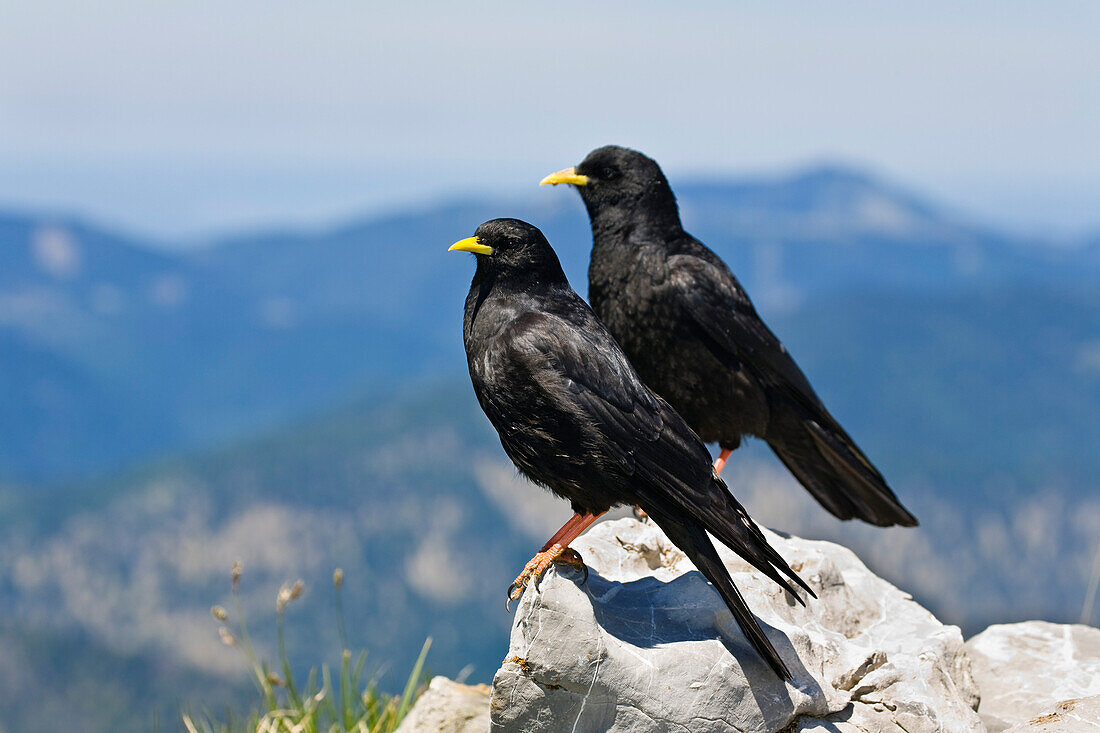 Alpendohlen im Gebirge, Altvogel mit Jungvogel, Pyrrhocorax graculus, Alpen, Österreich