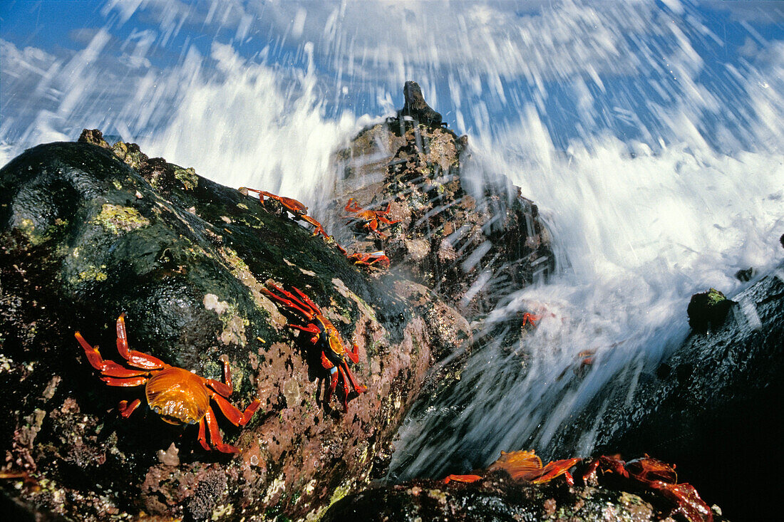 Rote Felsenkrabben, Grapsus grapsus, und Meerechse in der Brandung, Galapagos Inseln, Ekuador