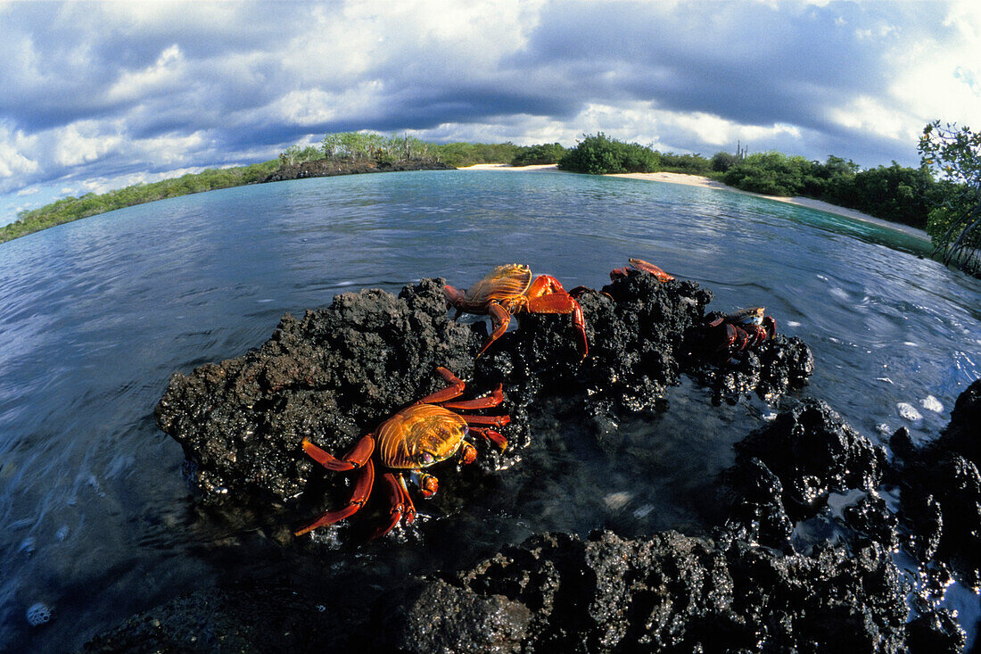 Rote Felsenkrabben, Grapsus grapsus, Galapagos Inseln, Ekuador