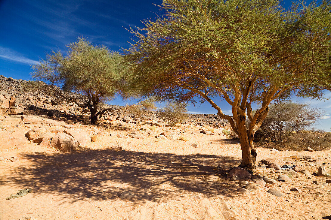 Akazien im Wadi Mathendous, Wadi Barjuj, Steinwüste, Libyen, Sahara, Afrika