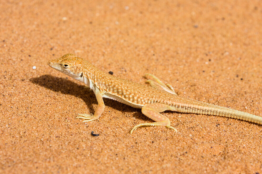 Lizard in the libyan Desert, Libya, Africa