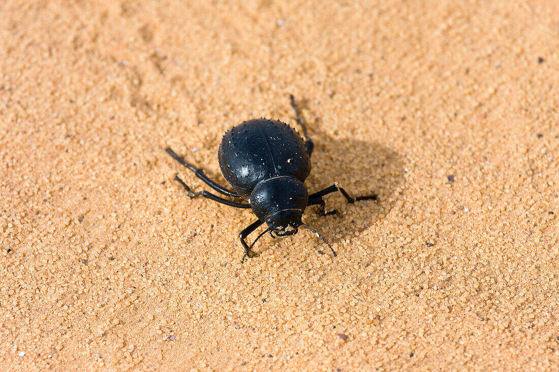 Schwarzer Käfer in der libyschen Wüste, Libyen, Sahara, Nordafrika