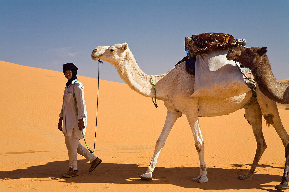 Camel Caravan in the libyan desert, Dromedaries, Camelus dromedarius, Libya, Sahara, North Africa