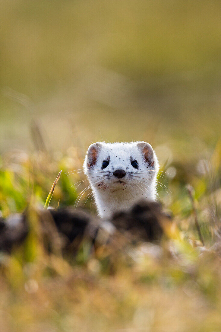 Weasel in winter-fur, Mustela erminea, Germany