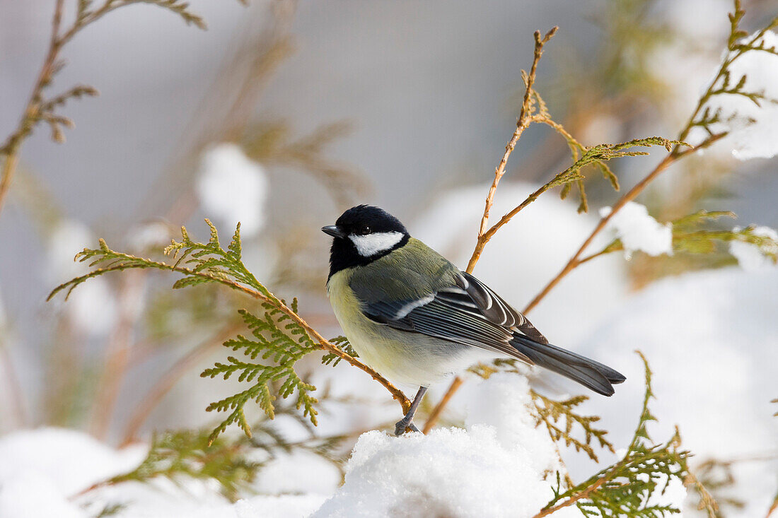 Great tit named Estonia's bird of the year 2016, News