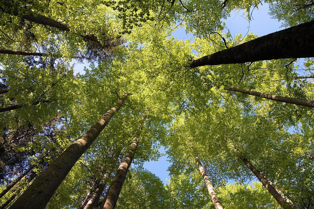 beech-forest in spring, Fagus sylvatica