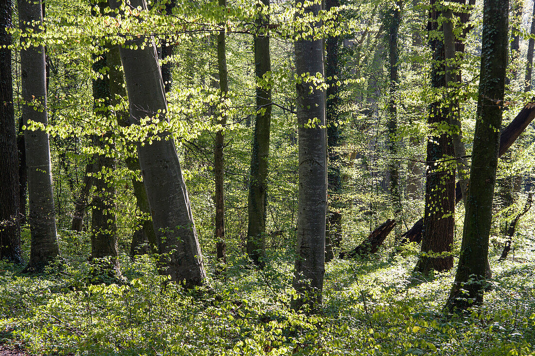 Rotbuchen im Frühling,  Fagus sylvatica, Oberbayern, Deutschland, Europa