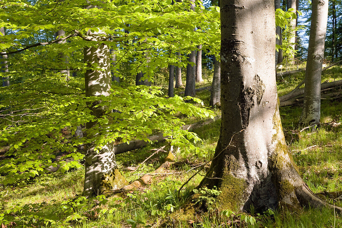 Buchenwald im Frühling, Fagus sylvatica, Oberbayern, Deutschland