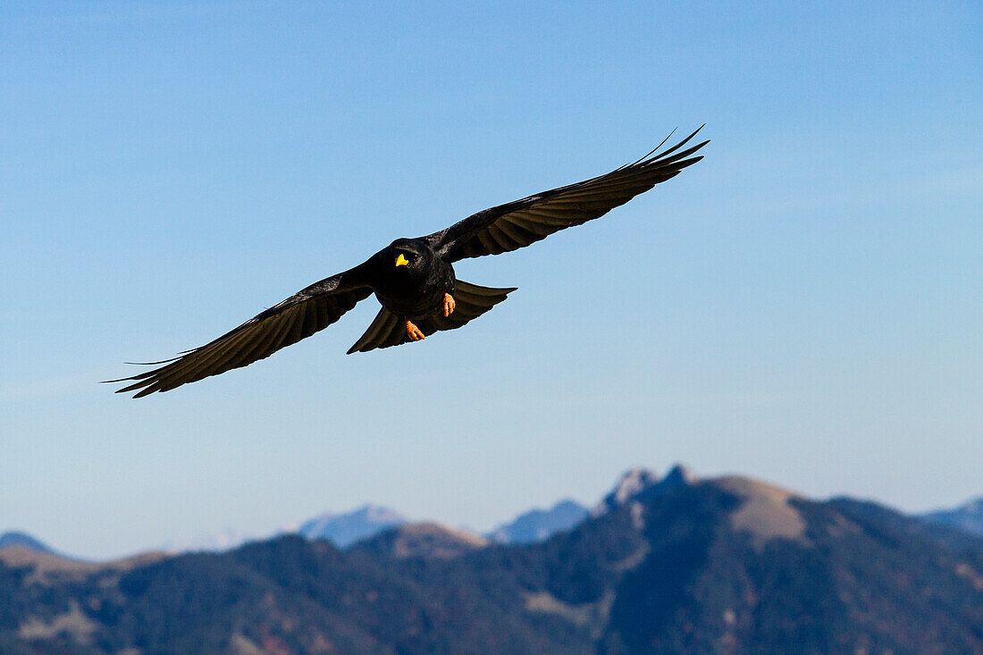 Alpendohle im Flug über Berggipfeln, Pyrrhocorax graculus, Alpen, Oberbayern, Deutschland