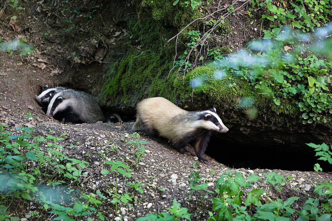 Badger with cubs at den, Meles meles, Bavaria, Germany