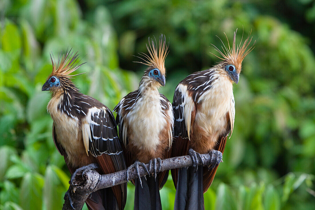 Hoazins in rainforest, Opisthocomus hoazin, Tambopata Reserve, Peru, South America