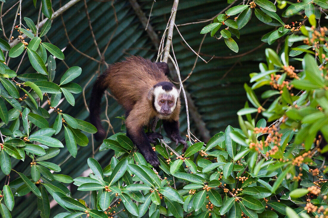 Capucin Monkey, Cebus apella, Rainforest, Tambopata National Reserve, Peru, South America