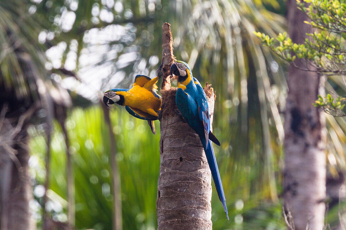 Araraunas im Regenwald, Ara ararauna Tambopata Reservat, Peru, Südamerika