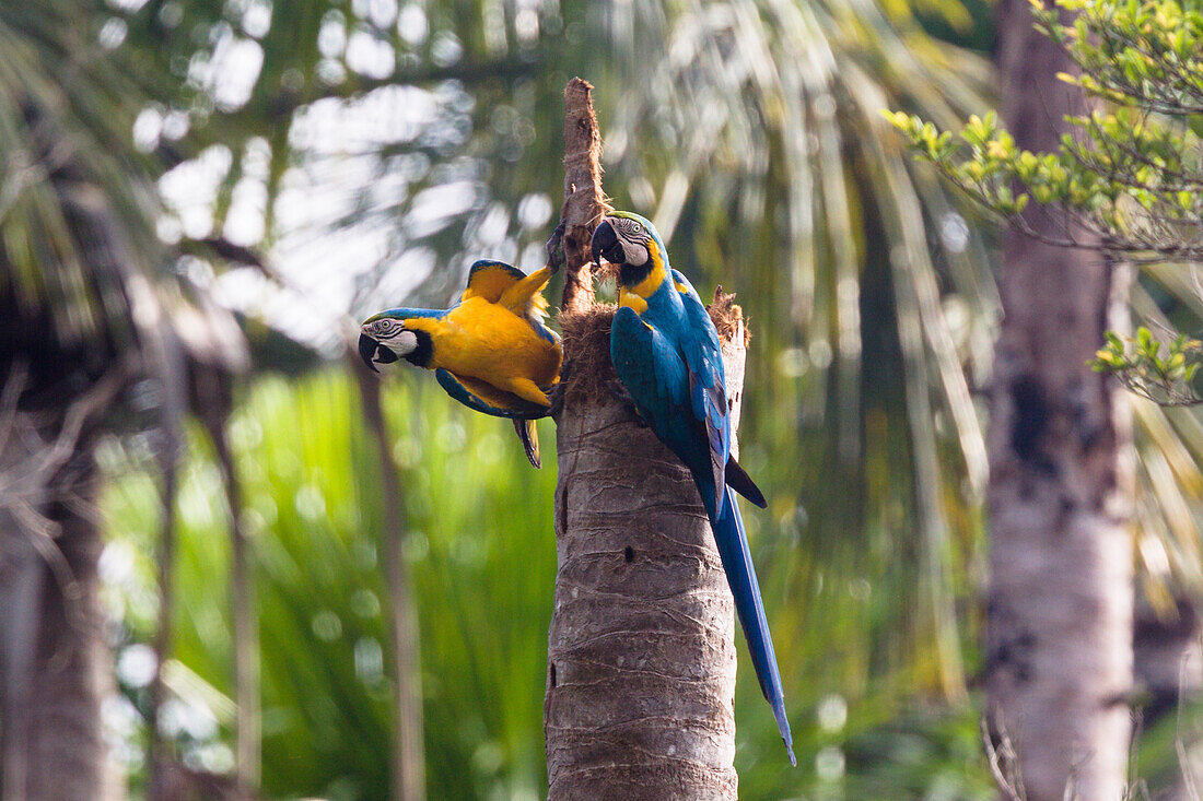 Blue-and-Yellow Macaws Macaws in rainforest, Ara ararauna, Tambopata National Reserve, Peru, South America
