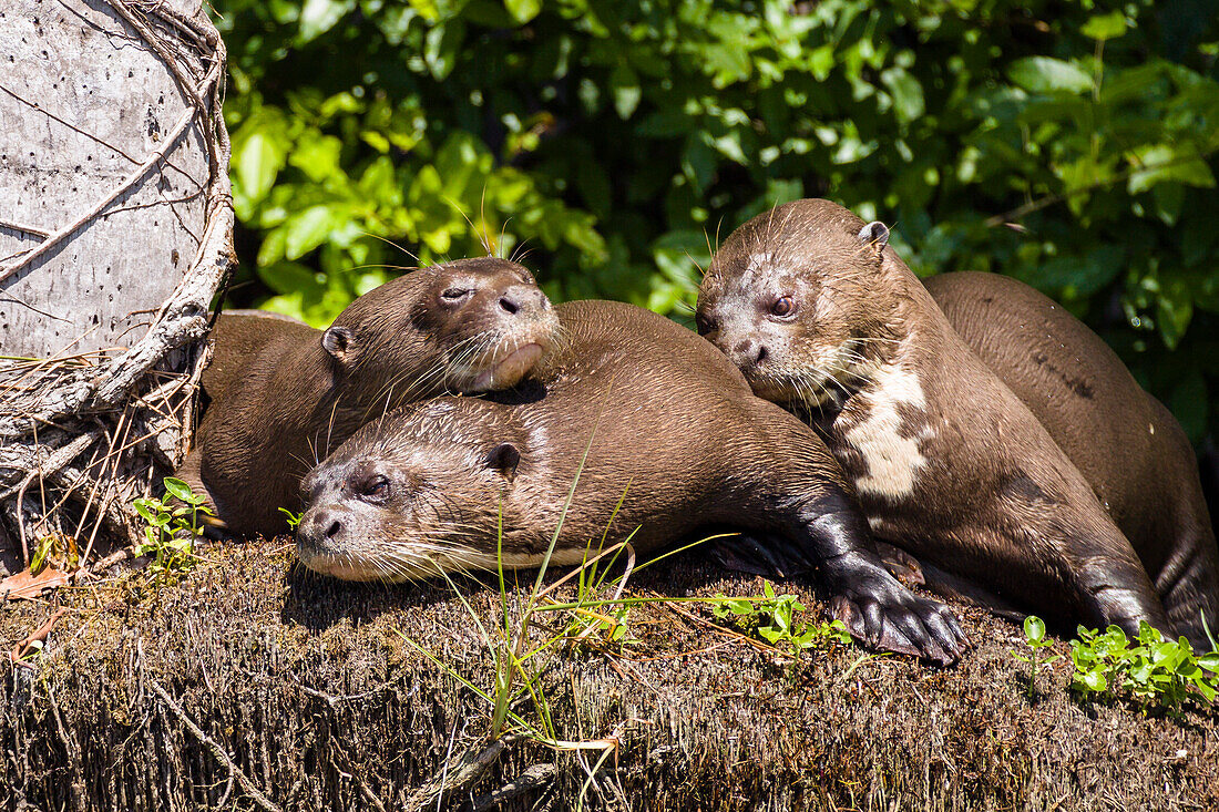 Giant Otter, Pteronura brasiliensis, Tambopata Reserve, Peru, South America