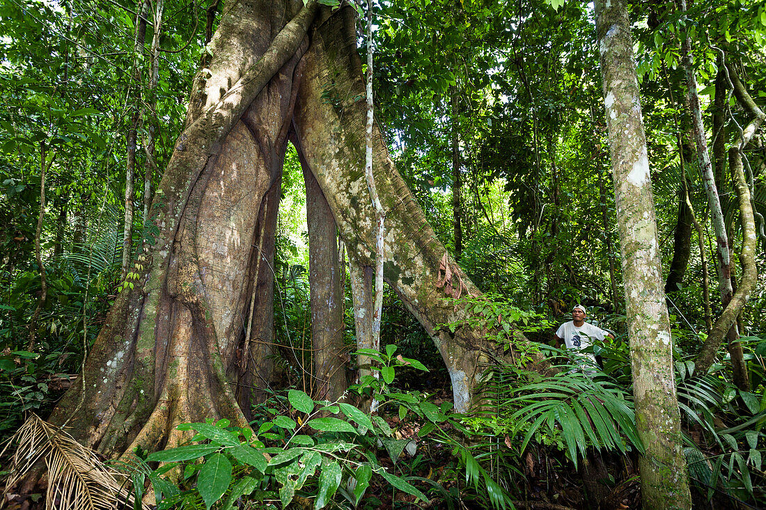 Baumriese mit Brettwurzeln im Regenwald am Tambopata River, Tambopata Reservat, Peru, Südamerika