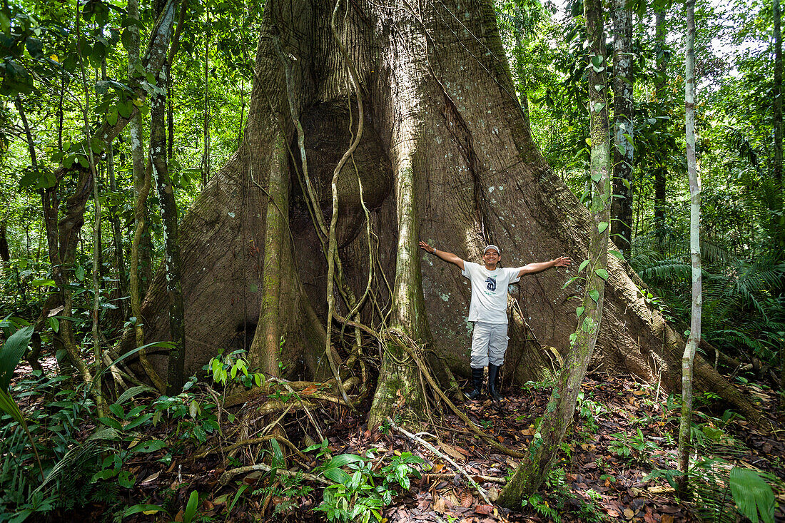 Baumriese mit Brettwurzeln im Regenwald am Tambopata River, Tambopata Reservat, Peru, Südamerika