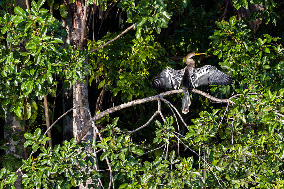 Amerikanischer Schlangenhalsvogel trocknet Flügel, Anhinga anhinga, Sandoval Lake, Tambopata Reservat, Peru, Südamerika