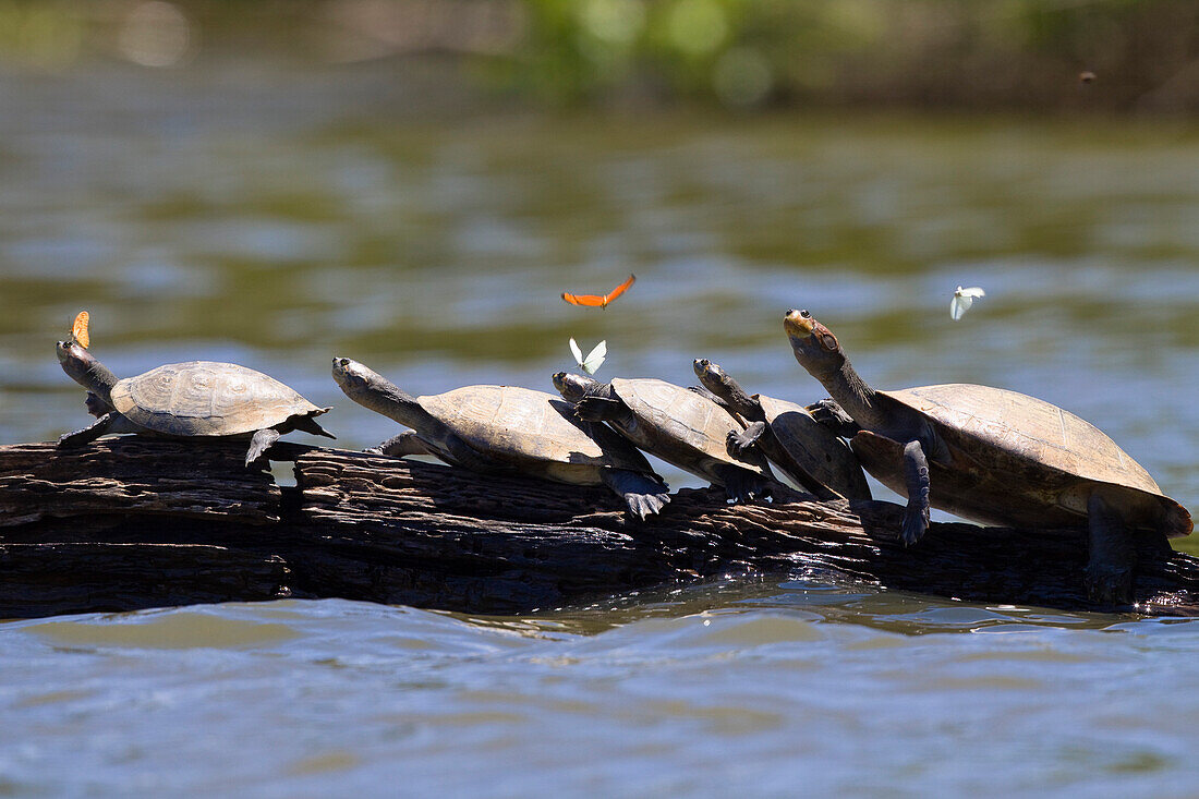 Amazon River Turtles, Podocnemis unifilis, Tambopata National Reserve, Peru, South America
