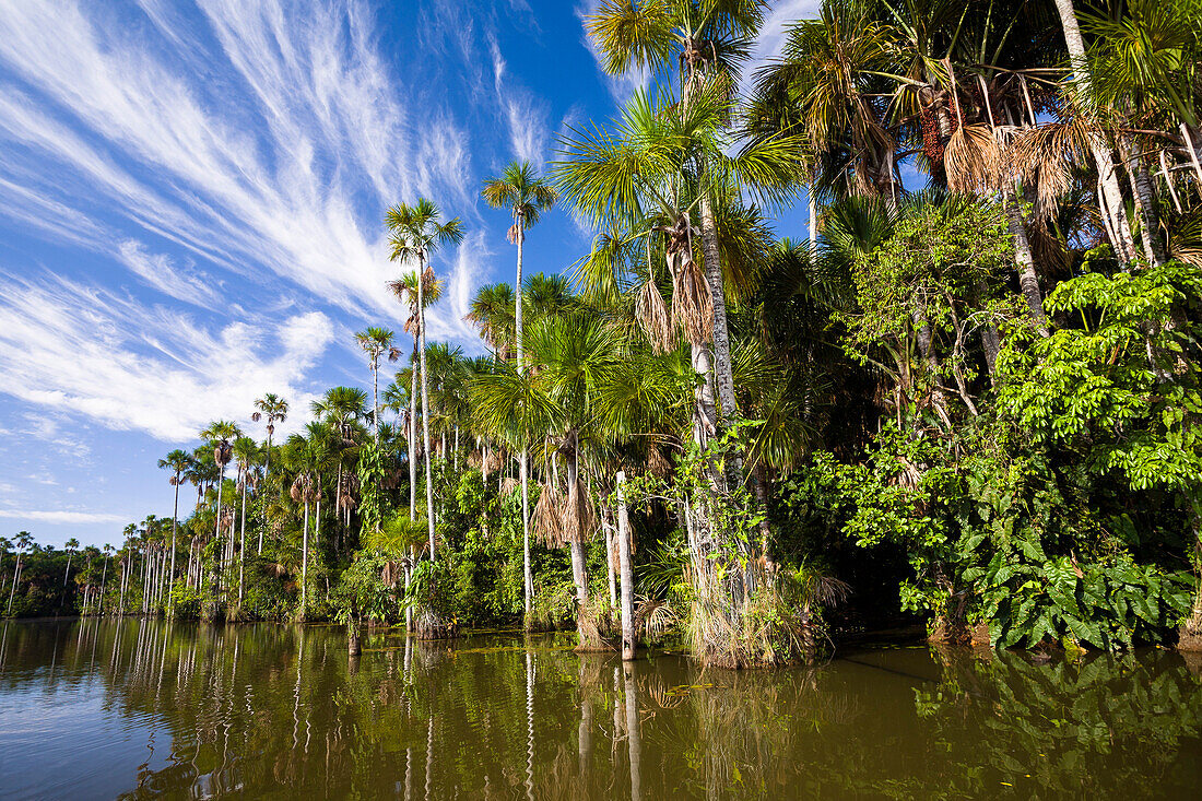 Mauriti Palm Trees, Buriti, Moriche Palms, at Sandoval Lake, Mauritia flexuosa, Tambopata National Reserve, Peru, South America