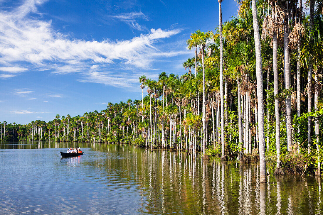 Tourist boat and Mauriti Palm Trees, Buriti, Moriche Palms, at Sandoval Lake, Mauritia flexuosa, Tambopata National Reserve, Peru, South America