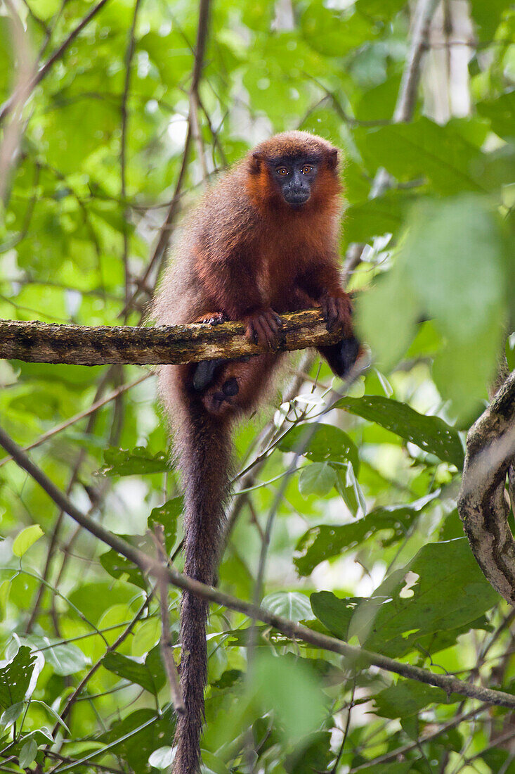 Coppery Titi Monkey in rainforest, Callicebus cupreus, Tambopata Reserve, Peru, South America
