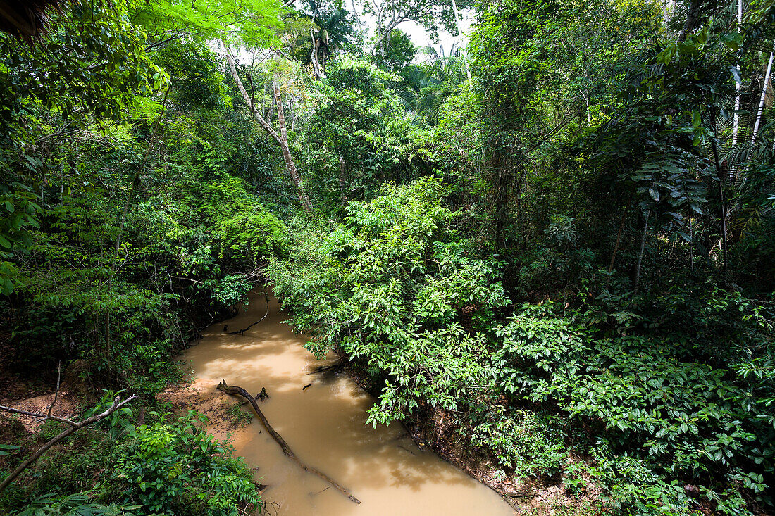 Rainforest at Tambopata river, Tambopata National Reserve, Peru, South America